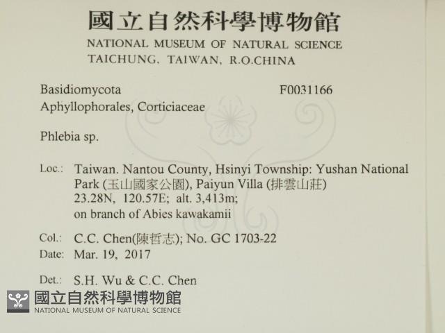 射脈菌屬藏品圖，第2張