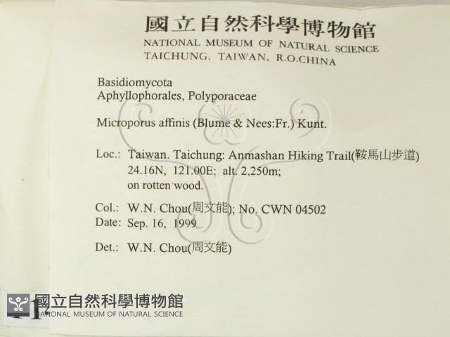 相鄰小孔菌藏品圖，第2張