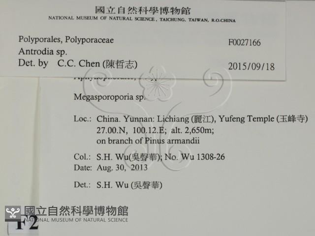 薄孔菌屬藏品圖，第2張