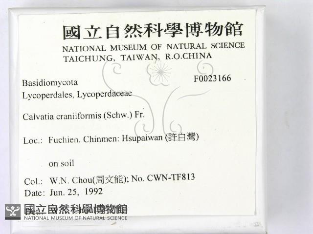 頭狀禿馬勃藏品圖，第2張