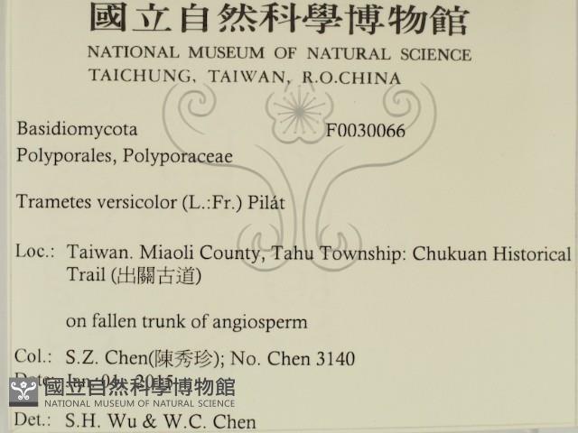 雲芝藏品圖，第2張