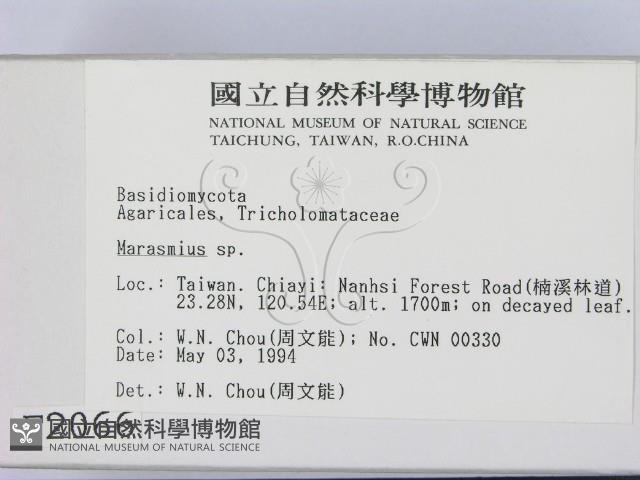 小皮傘屬藏品圖，第2張