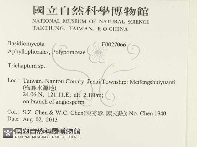 附毛菌屬藏品圖，第2張