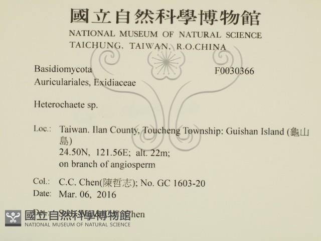 刺皮菌屬藏品圖，第2張