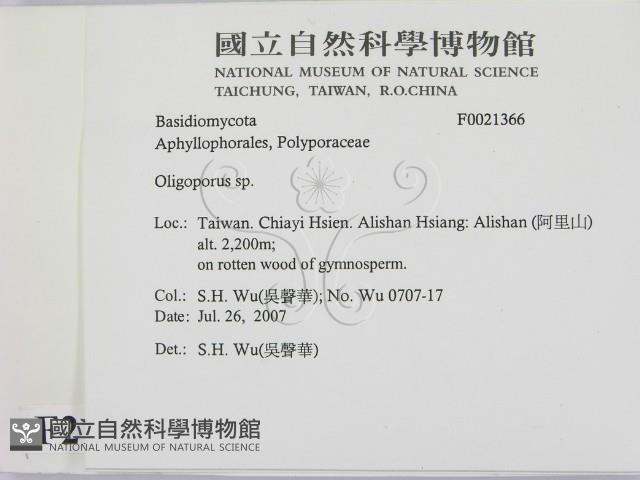 寡孔菌屬藏品圖，第2張