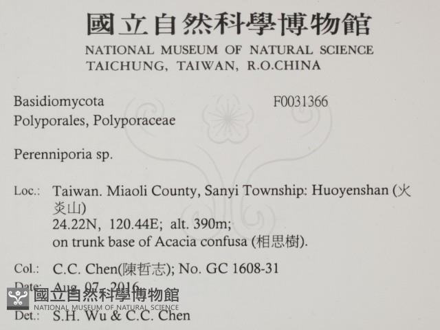 多年臥孔菌屬藏品圖，第2張