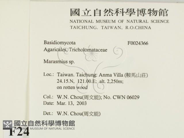 小皮傘屬藏品圖，第2張