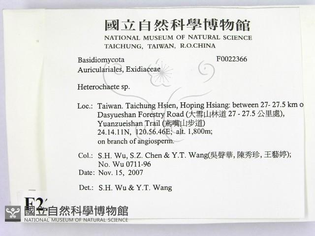 刺皮菌屬藏品圖，第2張