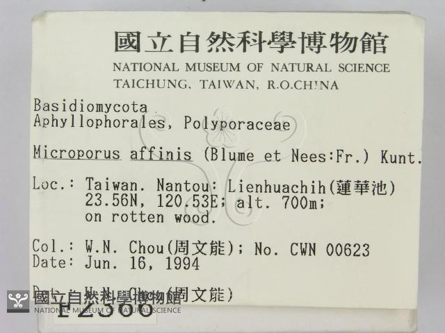 相鄰小孔菌藏品圖，第2張