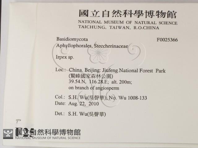 耙菌屬藏品圖，第2張