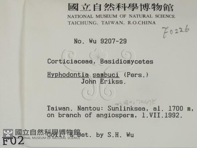 冇骨消絲齒菌藏品圖，第2張