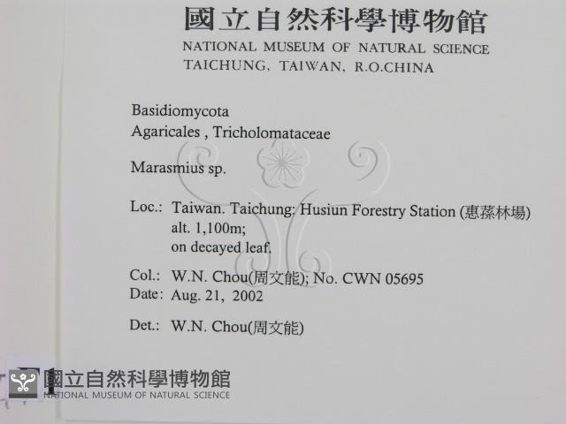 小皮傘屬藏品圖，第2張