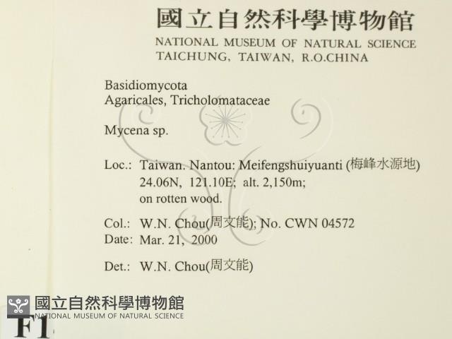 小菇屬藏品圖，第2張