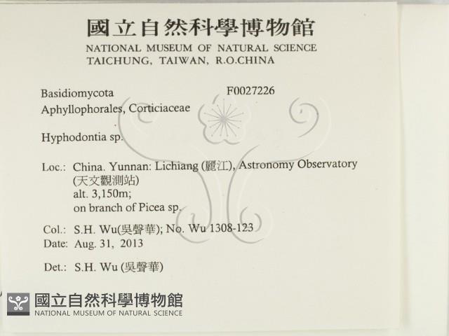 絲齒菌屬藏品圖，第2張
