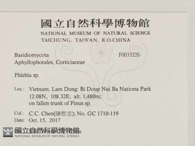 射脈菌屬藏品圖，第2張