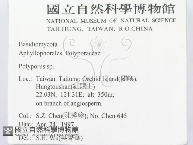 多孔菌屬藏品圖，第2張