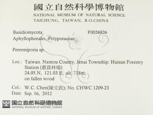 多年臥孔菌屬藏品圖，第2張
