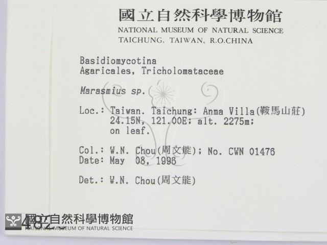 小皮傘屬藏品圖，第2張