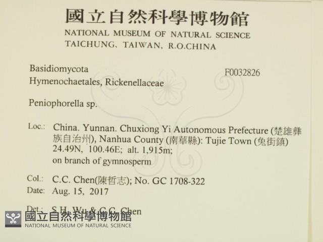擬筍殼菌屬藏品圖，第2張
