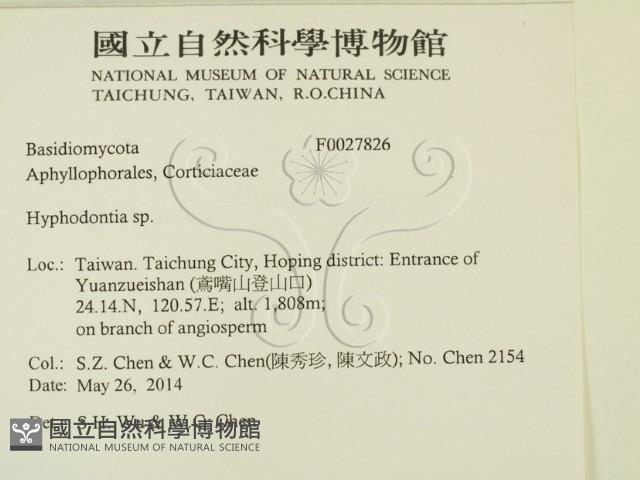 絲齒菌屬藏品圖，第2張