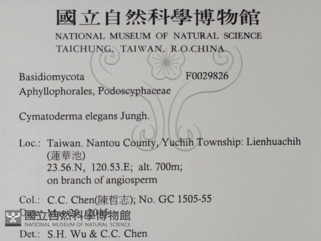 優雅波邊革菌藏品圖，第2張