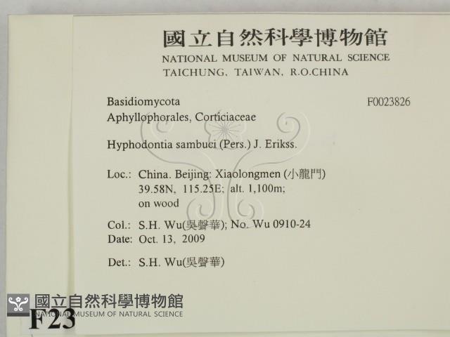 冇骨消絲齒菌藏品圖，第2張