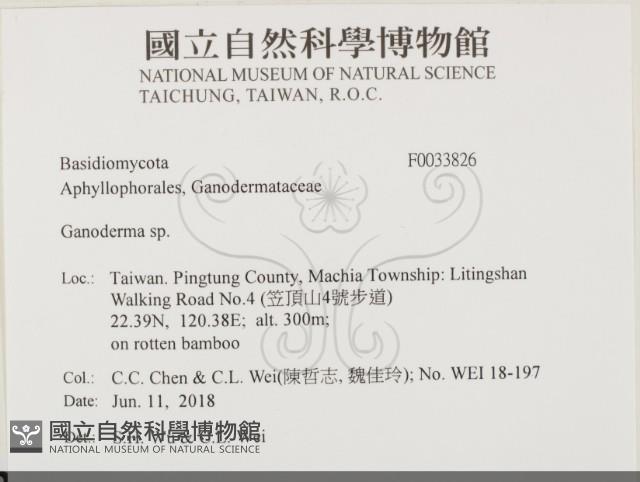 靈芝屬藏品圖，第2張