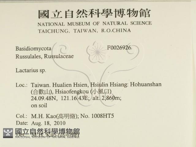 乳菇屬藏品圖，第2張