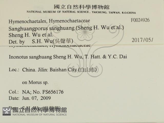 桑黃藏品圖，第2張