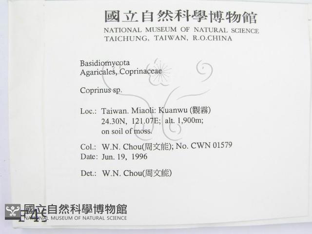 鬼傘屬藏品圖，第2張