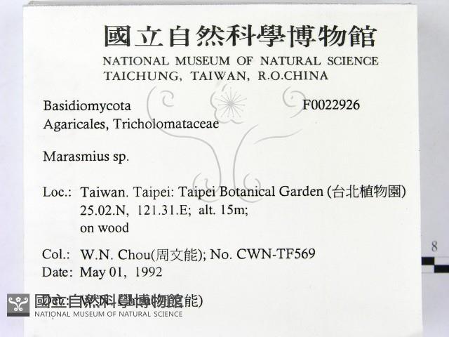 小皮傘屬藏品圖，第2張