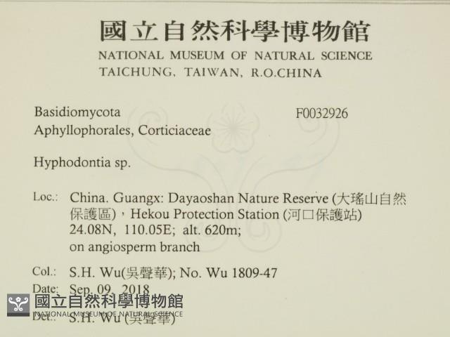 絲齒菌屬藏品圖，第2張