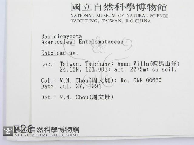 粉褶菌屬藏品圖，第2張