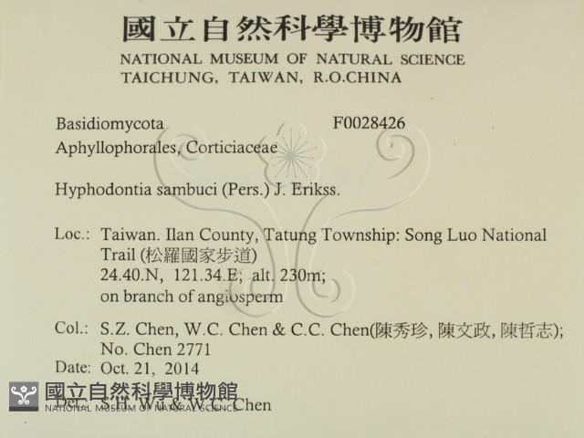 冇骨消絲齒菌藏品圖，第2張