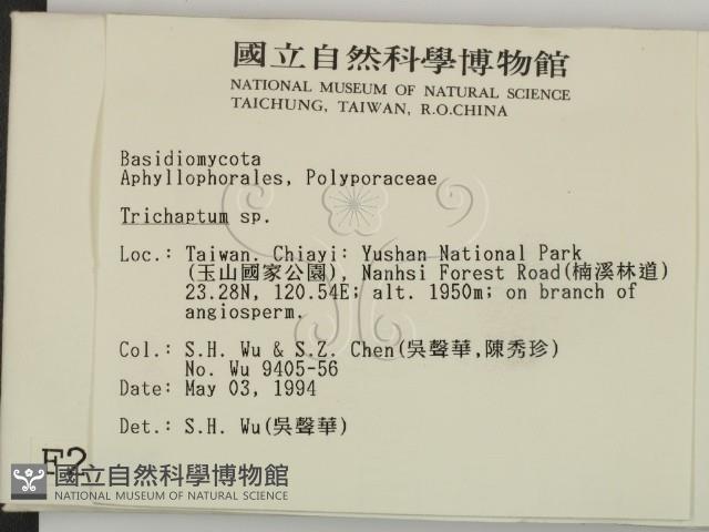 附毛菌屬藏品圖，第2張