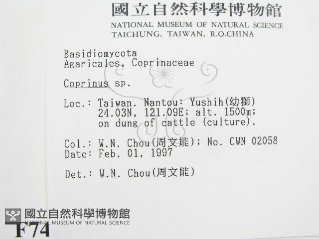 鬼傘屬藏品圖，第2張