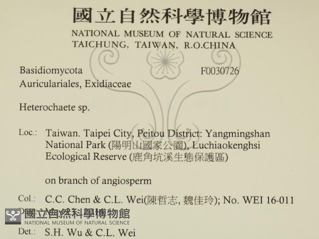 刺皮菌屬藏品圖，第2張