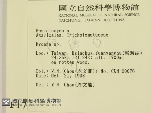 小菇屬藏品圖，第2張