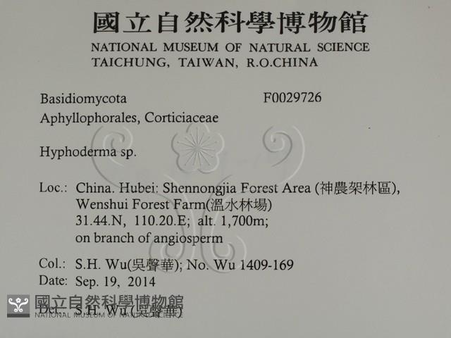 絲皮菌屬藏品圖，第2張