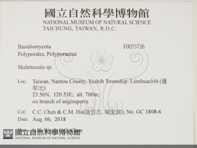 骨皮菌屬藏品圖，第2張