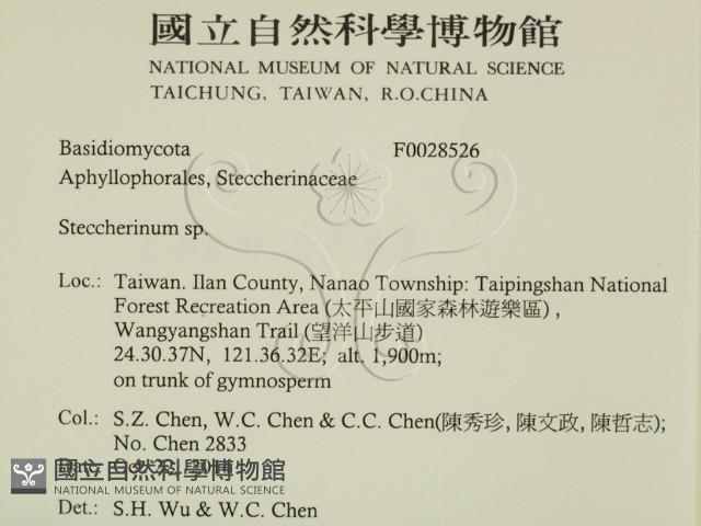 齒耳菌屬藏品圖，第2張