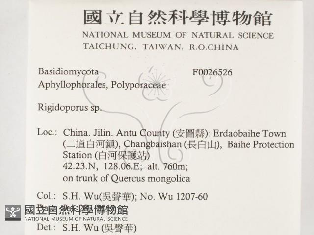 硬孔菌屬藏品圖，第2張
