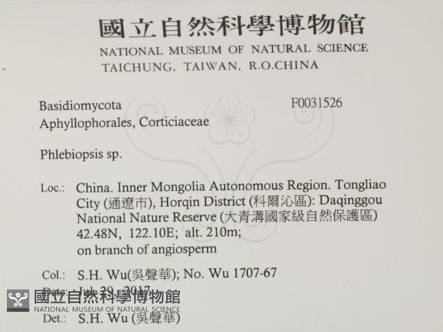 擬射脈菌屬藏品圖，第2張