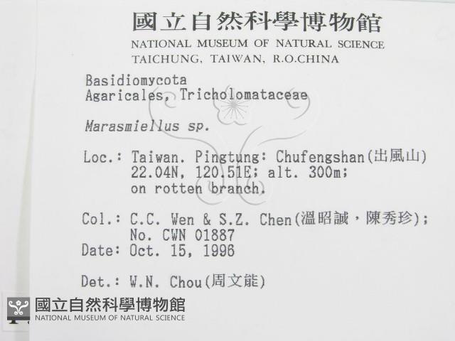 微皮傘屬藏品圖，第2張