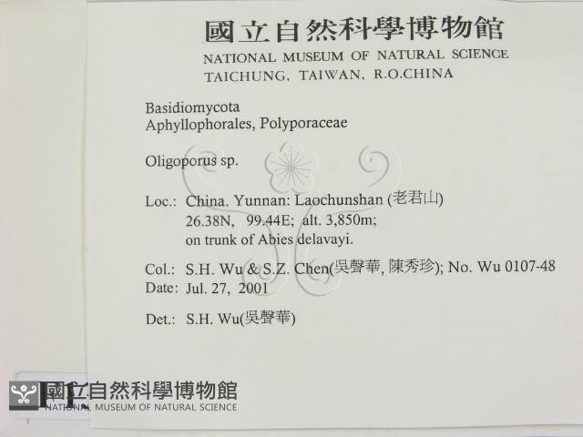 寡孔菌屬藏品圖，第2張