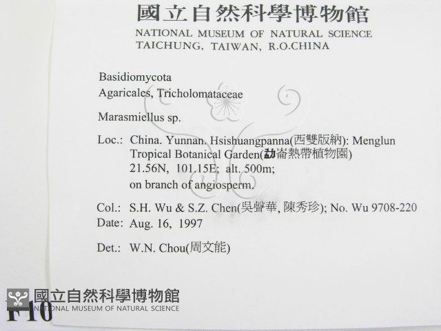 微皮傘屬藏品圖，第2張