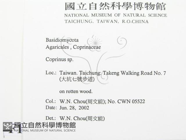 鬼傘屬藏品圖，第2張