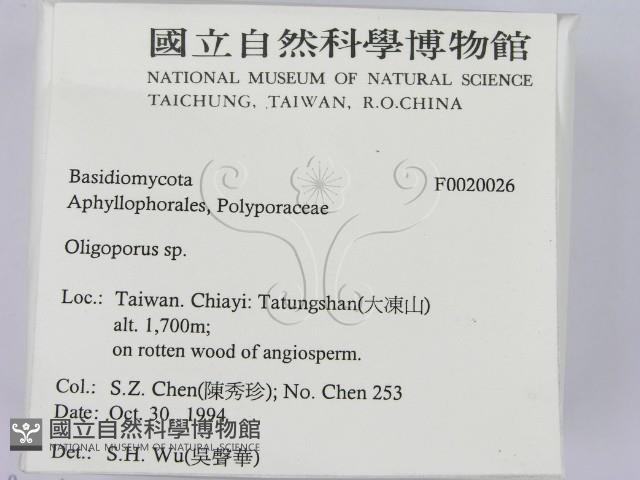 寡孔菌屬藏品圖，第2張