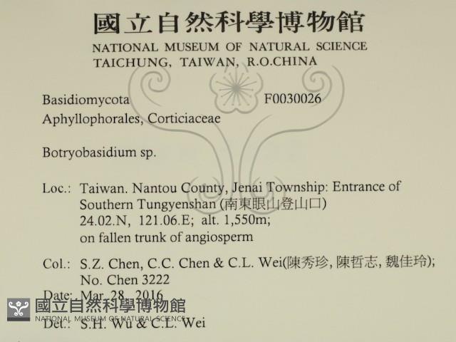 串擔革菌屬藏品圖，第2張