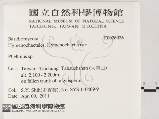 木層孔菌屬藏品圖，第2張